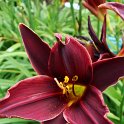 Hemerocallis x 'Brasstown'